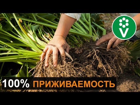 Видео: Как поделить и пересадить ХОСТЫ и ИРИСЫ осенью?