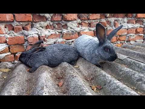Видео: Кролики Полтавское серебро (БСС, Большое советское серебро).