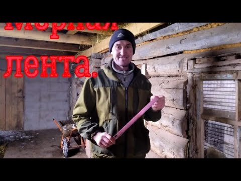 Видео: Мерная лента. Измеряем быков мерной лентой.