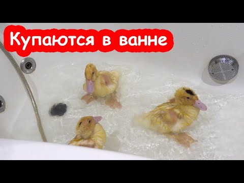 Видео: Кошка отключила утятам воду