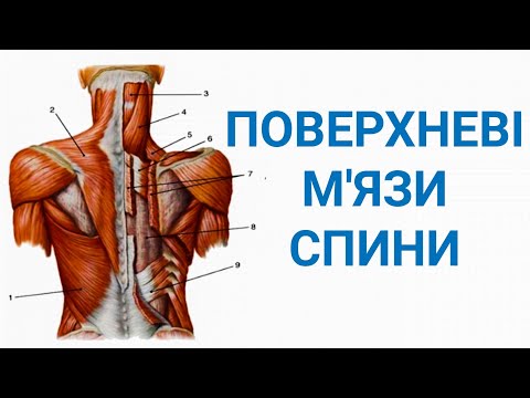 Видео: Поверхневі м'язи спини