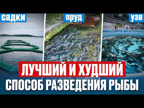 Видео: Любой может зарабатывать на этом! Как выращивать рыбу в 2025 БЕЗ ГОЛОВНЯКА: шпаргалка для начинающих