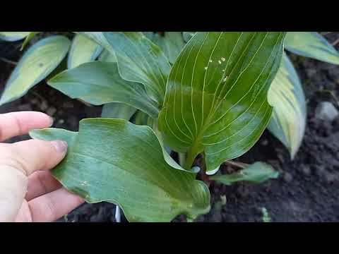 Видео: Хосты на осень. Продажа.