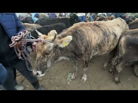 Видео: СААН УЙЛАР КУНАЖЫН УРГААЧЫ БУКА БААЛАРЫ 💪🏻 #байтв 