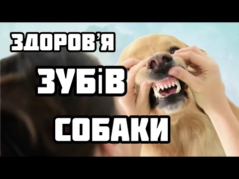 Видео: Як зберегти зуби вашому собаці