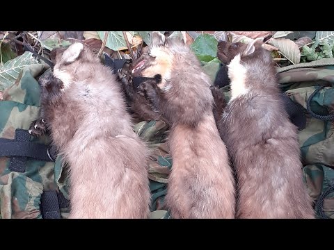 Видео: Охота на куницу капканами Первые куницы нового сезона 2023-2024(охота37)#промысел #