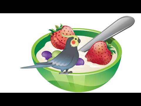 Видео: Чем кормить птенцов кореллы: ГОТОВИМ КАШУ!