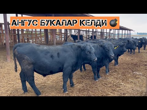 Видео: АНГУС жана ГЕРЕФОРД букалары сатылат! Алтайдан келген