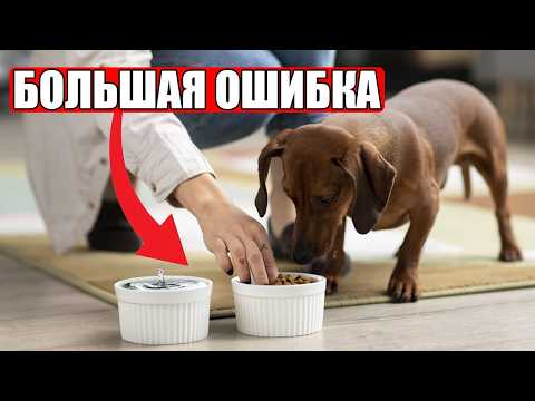 Видео: ЭТИ Ошибки Ежедневного Кормления Совершают 92% Владельцев Собак!