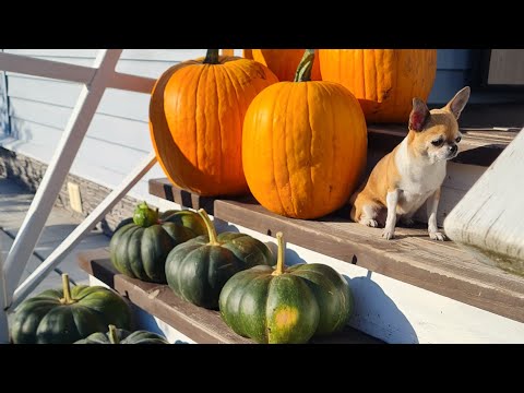 Видео: На даче. Осень радует тёплыми днями.Цветут розы.