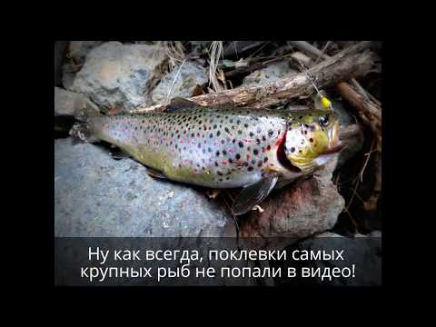 Видео: #1 Ловля Фореля на Спиннинг в Армении / Lure Fishing For Trout in Armenia