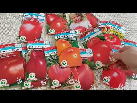 Видео: Самые крупноплодные томаты от Сибирского сада.м-н ДАЧА г.Каменск-Уральский. 31.01.2024 г.