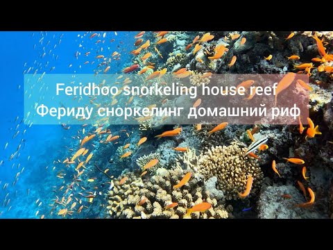 Видео: Feridhoo snorkeling house reef Фериду сноркелинг домашний риф