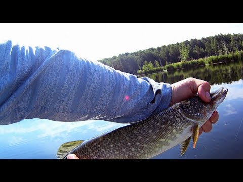 Видео: Щука летом. Ловля щуки и окуня на озере.