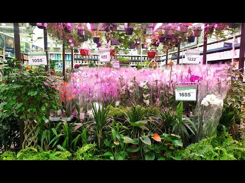 Видео: 🌷ЛЕРУА МЕРЛЕН🌷МНОГО КОМНАТНЫХ ЦВЕТОВ🌿🪴☘(цены пока держутся...🙈)