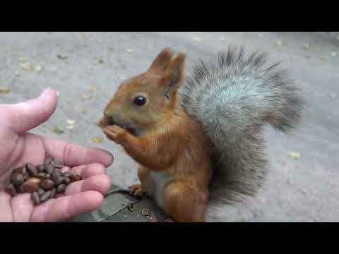 Видео: Незнакомые белки и полиция / Unfamiliar squirrels and the police