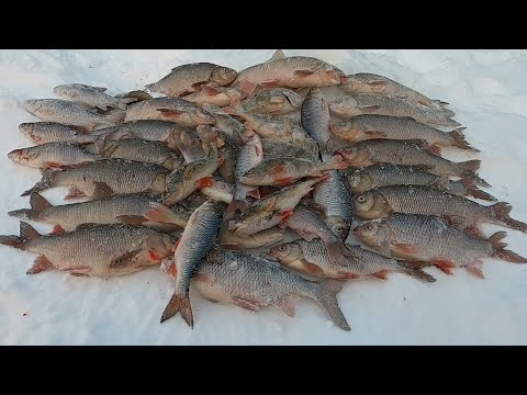 Видео: С ЛУНКИ ПО РЫБКЕ И ПОЧТИ МЕШОЧЕК ПОЛУЧИЛСЯ)))! ДЛЯ РЫБАЛКИ ЕТЫ-ПУР САМОЕ КЛЁВОЕ МЕСТО В ЛЮБОЙ ДЕНЬ!