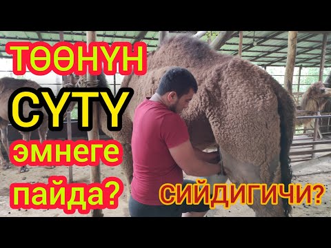 Видео: Төөнүн СҮТҮ менен СИЙДИГИ эмнеге ДАРЫ?  |  Видеону көрүп, издеп, таап ИЧКИЛЕ