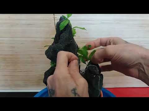 Видео: Как формировать бонсай на скале  из ГРАНАТА How to form a bonsai on a rock from Pomegranate