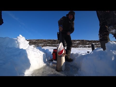Видео: Уаааууу!!! ЩУКА КОТОРАЯ НЕ  ВЛЕЗАЕТ В ЛУНКУ! Якутия Yakutia