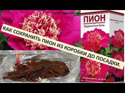 Видео: Как сохранить пион из коробки до посадки .