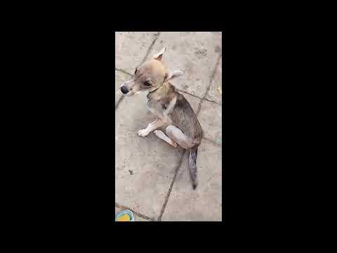 Видео: 😢🙏🆘Друзья помощи вообще нет , прошу помогите собрать хоть 1000р для корма Сбер +79951818305 С.В.С.