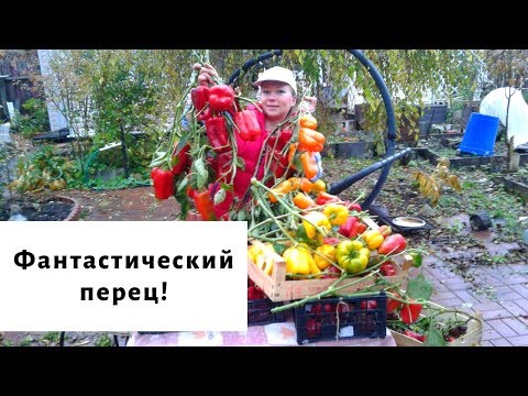 Видео: Фантастический перец!