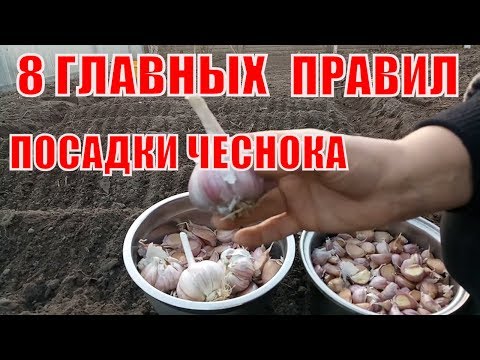 Видео: ПРАВИЛЬНАЯ ПОСАДКА ЧЕСНОКА ПОД ЗИМУ. ВСЕ ОТ "А" ДО"Я".