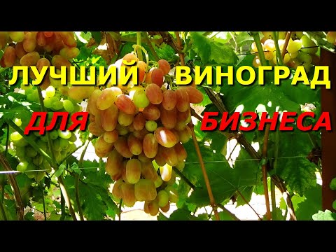 Видео: Преображение - лучший сорт для виноградного бизнеса