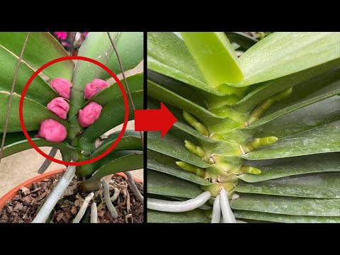 Видео: Чудо, потому что бесплатное удобрение помогает сразу распустить много цветочных почек.