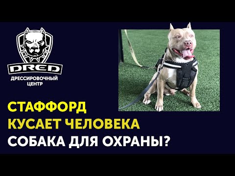 Видео: Как кусается СТАФФОРД | Порода стафф для охраны | Результаты работы с Арнольдом | Школа DRED