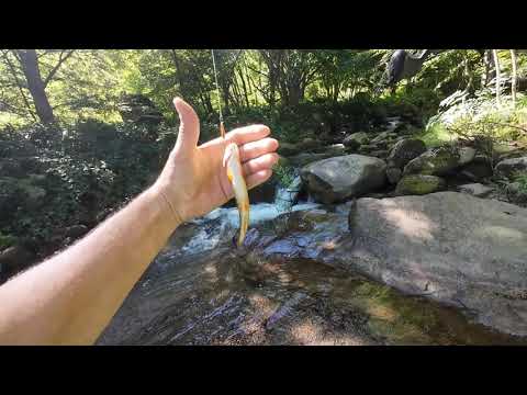 Видео: Високопланински дребосъци