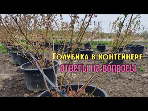 Видео: Голубика в контейнерах🫐 Ответы на вопросы ⁉️