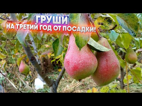 Видео: Груши - на третий год от посадки!