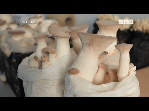 Видео: Секретная грибная лаборатория в Тирасполе