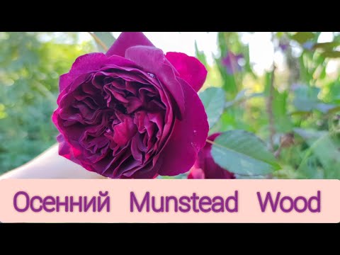 Видео: Теперь я понимаю,  почему Munstead Wood одна из самых популярных остинок. И небольшой ответ хейтерам