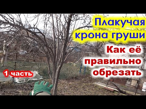 Видео: Как ОБРЕЗАТЬ крону у ПЛАКУЧЕЙ ГРУШИ.