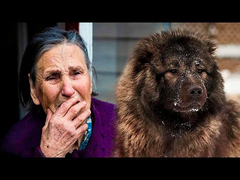 Видео: Преданный "КАВКАЗЕЦ" пулей бросился на спасение ВНУЧКИ, пока БАБУШКА плакала на крыльце