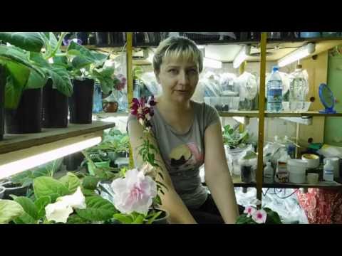 Видео: 🌱Уникальный Катарантус ! Легко разводить черенками ! Вот так просто 🌱