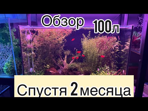 Видео: Травник на 100л/Углекислый газ/MicMol/Удобрения