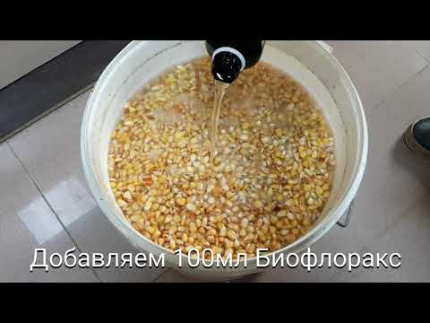 Видео: РЕЦЕПТ ПРИГОТОВЛЕНИЯ КУКУРУЗЫ ДЛЯ БЕЛОГО АМУРА
