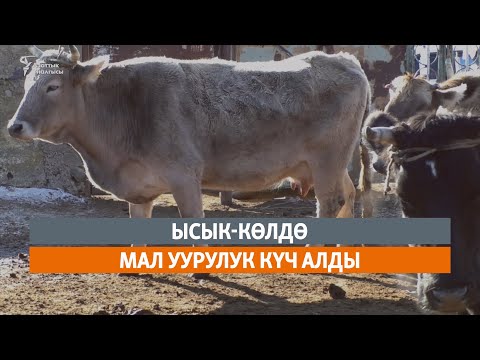 Видео: Ысык-Көлдө мал уурулук күч алды