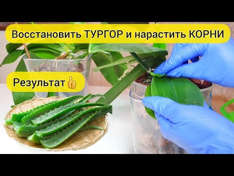 Видео: НАТРИ листья и шейку орхидеи этим👍 Нарастить КОРНИ и восстановить ТУРГОР орхидеи // АЛОЭ для орхидей