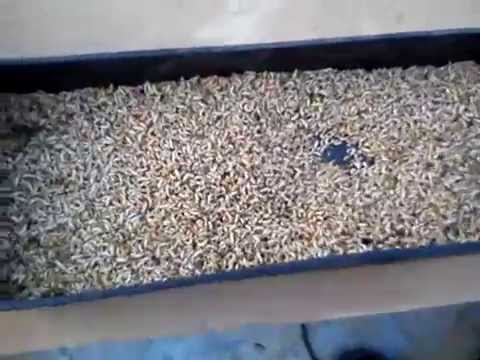 Видео: разведение опарыша в теплое время года на улице часть 3