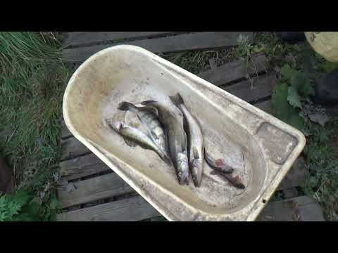 Видео: 15 октября с Геной на рыбалку