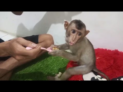 Видео: Слепая обезьянка Джони очень рада меню ужина😋