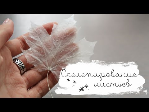 Видео: Как скелетировать листья? | Masherisha