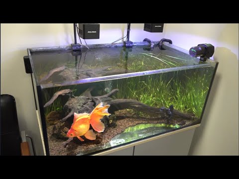 Видео: GreenArt золотые рыбки и растения