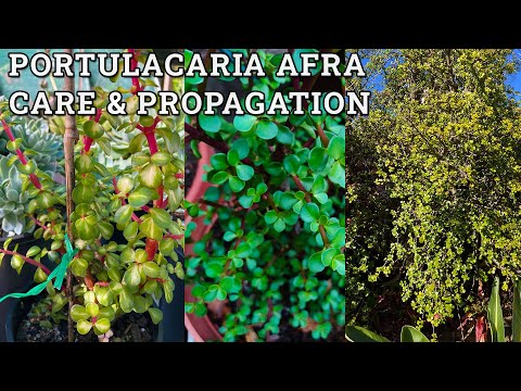 Видео: Портулакария африканская: уход и размножение