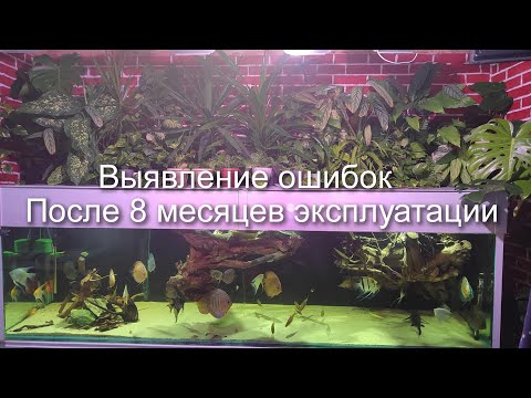 Видео: 8 месяцев с момента запуска фитофильтра.